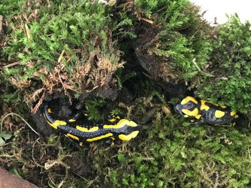 Second salamander walking in moss
