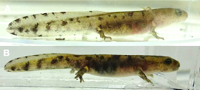 two photos of larval salamander with tail pattern