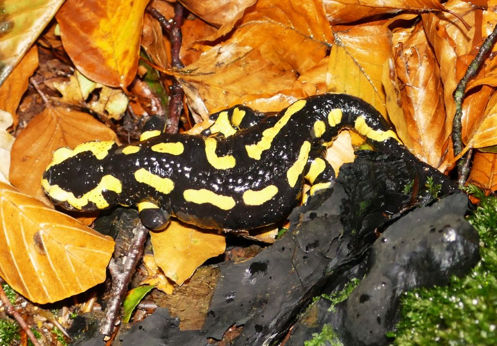 1daa078e-dd1f-4cd4-8be3-1bd5eff8eadd