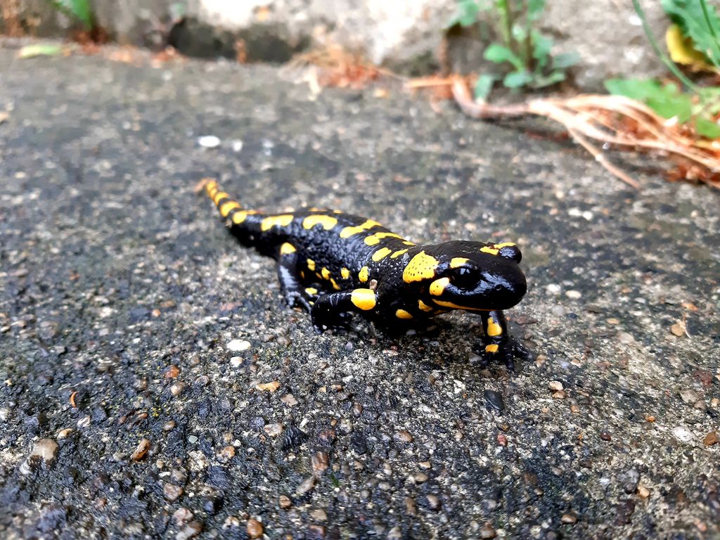 2c619c3c-f79b-41de-9e83-b9f132328dfd