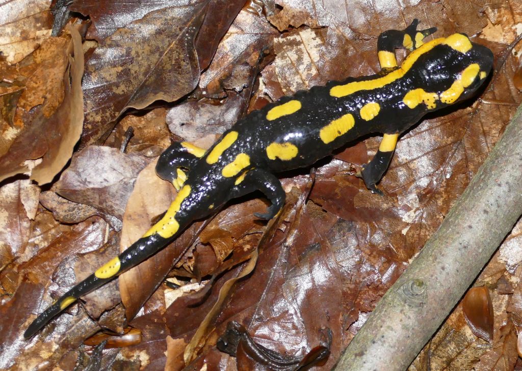 f85bac4c-61c7-4304-b64e-73c44b053707