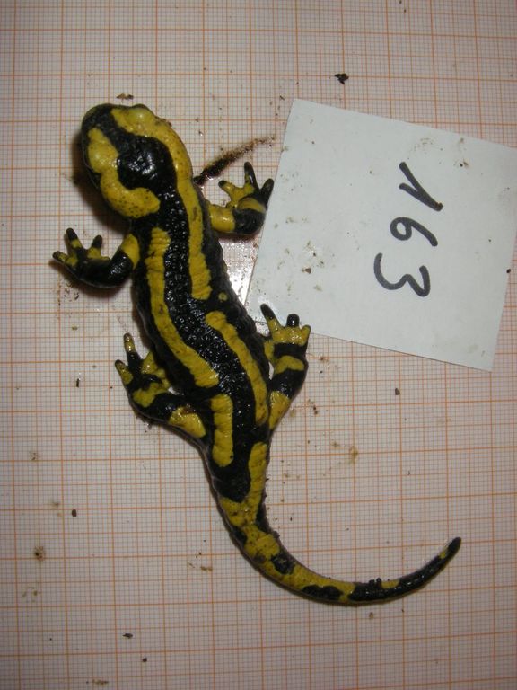 0e474b0a-287f-4f1c-8884-74e21f94a208