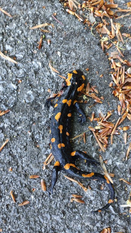 2bdaa372-e280-4c15-8750-f7ef052597b1