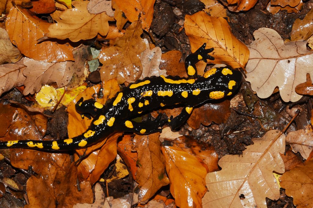 0beb1d17-be5e-4644-93e2-62e5df398bc2