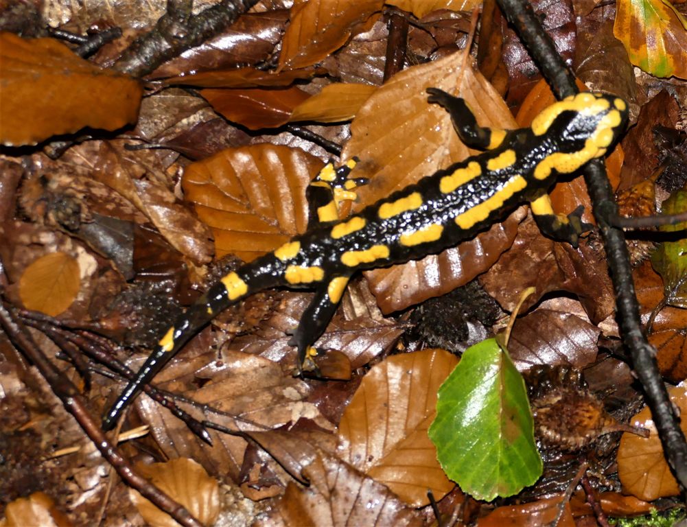 f323c2dc-bda7-42f5-ad30-4b4ee781ddd0