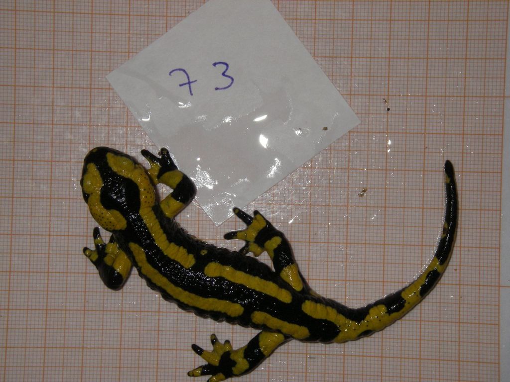 0e474b0a-287f-4f1c-8884-74e21f94a208