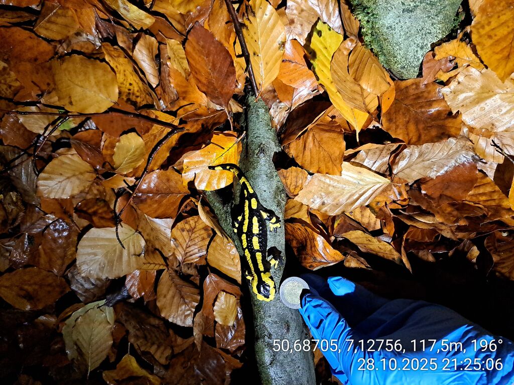 34dba8ce-d0da-4673-b27e-c7752e253bdf