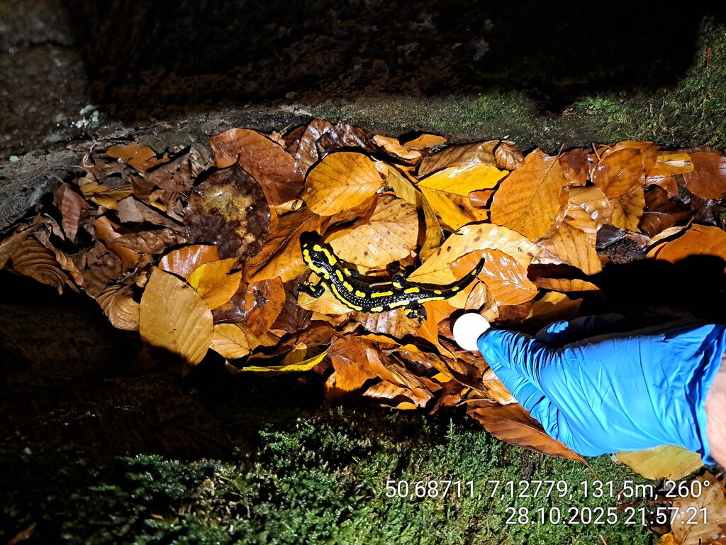 f94c50fe-0877-41d6-842b-035e51e3ebbd