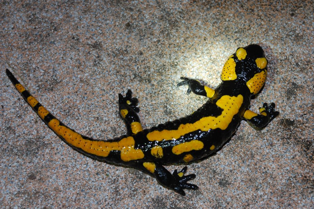 75f6568e-d0db-4750-a672-7b63fb6e0475