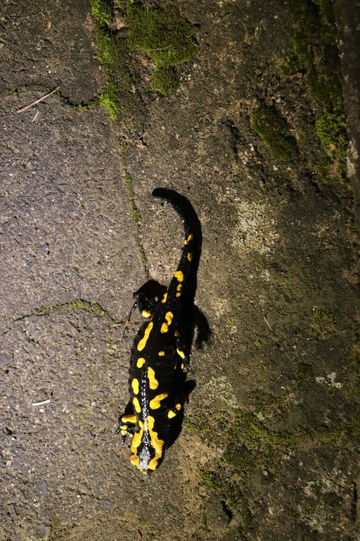 a3f0f055-10dd-40e3-956d-e00dab50f649