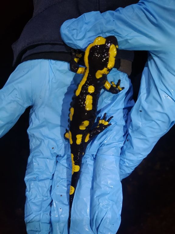 f85bac4c-61c7-4304-b64e-73c44b053707